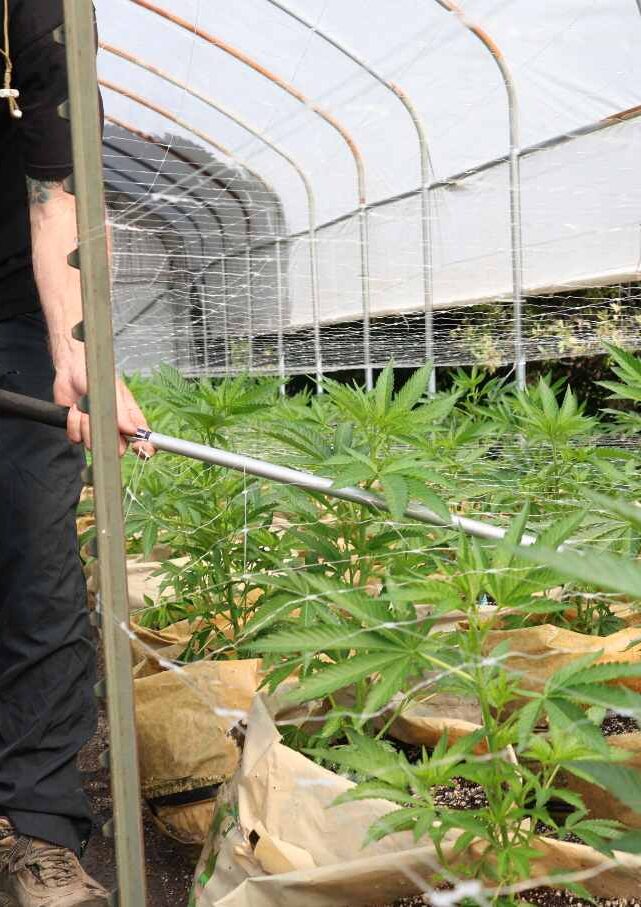 California’s Small Cannabis Farmers Have Been Left High and Dry